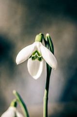 snowdrop from worms eye view