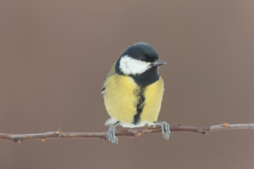 Tit999