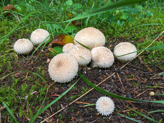 Forest mushrooms in the grass. Gathering mushrooms. Mushroom photo, forest photo, forest mushroom, forest mushroom photo