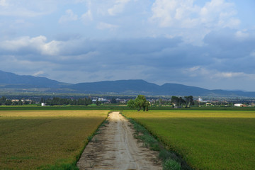 Fototapeta na wymiar paddy field in the Ebro Delta, in Catalonia, Spain