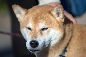 柴犬　shibainu