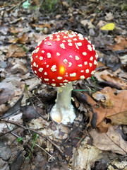 Forest mushrooms in the grass. Gathering mushrooms. Mushroom photo, forest photo, forest mushroom, forest mushroom photo