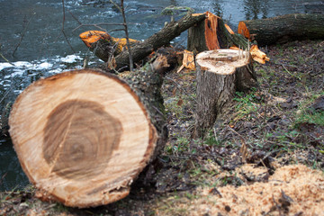 Cut tree near the river