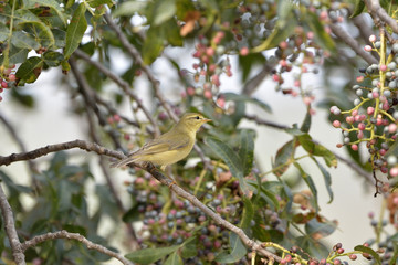 Willow Warbler (Phylloscopus trochilus), Greece