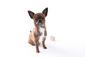 Obraz premium Chihuahua