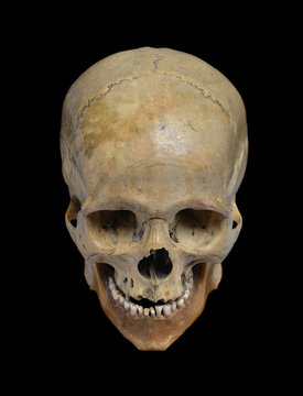 Skull of the human