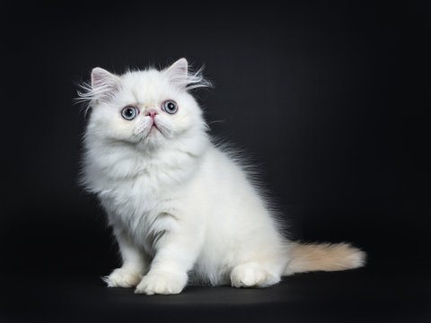 Persian cat / kitten sitting sideways isolated on black background looking up