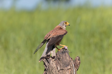 Kestrel005