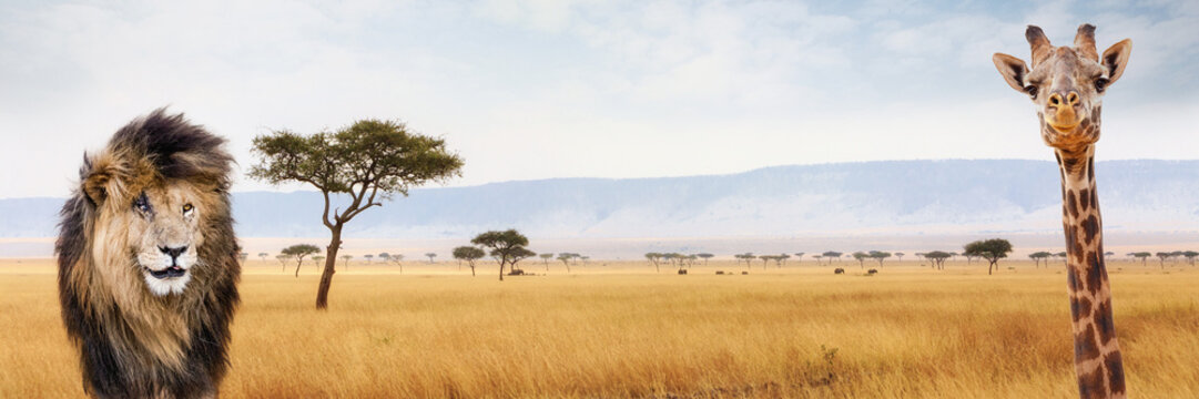 Fototapeta Afryka Safari Web Header Lion and Giraffe