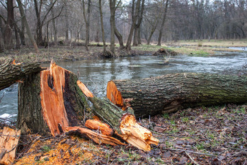 Cut tree near the river