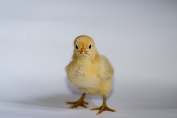 Yellow chicken standing in a white environment