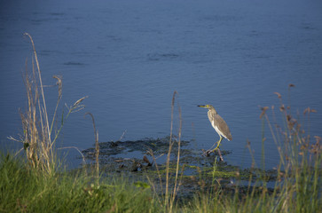 Crane Bird - Indian pond heron (Ardeola grayii) in non - breeding plumage.
