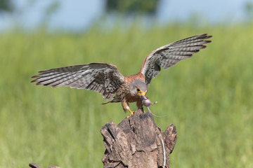 Kestrel001