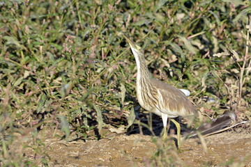Squacco Heron (Ardeola ralloides), Greece