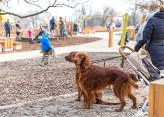 Red dogs Irish setter walking on a leash in the park