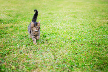 The cat walks in the fresh air