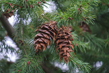 A cone on the tree. Cone of Douglas.