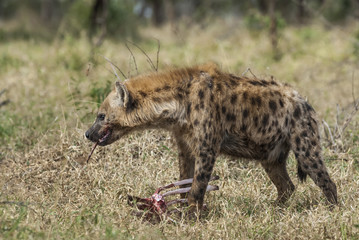 Hyena eating, Africa