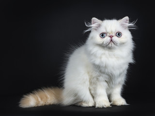 Persian cat / kitten sitting straight up sideways isolated on black background looking straight in...