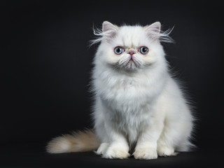 Persian cat / kitten front forward isolated on black background right from the camera 