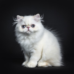 Persian cat / kitten sitting sideways isolated on black background looking straight in camera