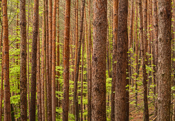 dense pine forest