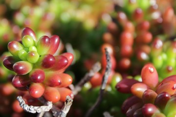 Rubrotinctum sedum plant under the sun