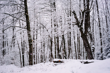 in the cold north, the forest and trees are covered with white snow, the winter weather