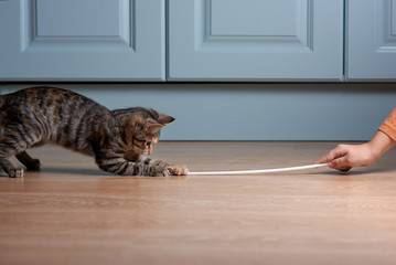 Boy is playing with kitten. Cat has caught plastic straw. - 187665455