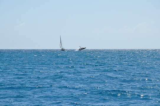 A Whale Breaching Near A Sailing Boat At Sea