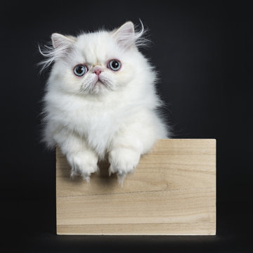 Persian cat / kitten standing in wooden box isolated on black background looking straight in camera with paws hanging over edge of box