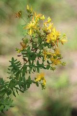 echtes Johanniskraut - amber or St. John's wort - Hypericum perforatum - Blüte