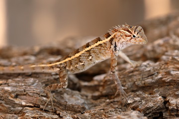 Reptilien im Yala Nationalpark in Sri Lanka