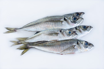 Fresh fish on a white background. Mackerel.