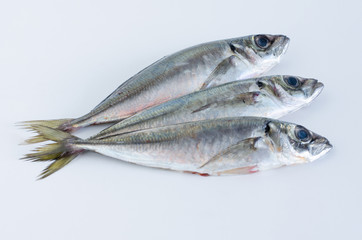 Fresh fish on a white background. Mackerel.