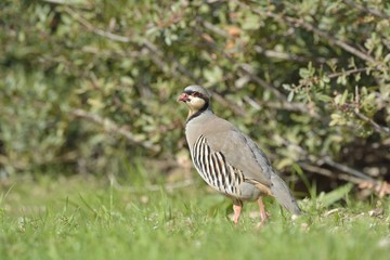 Chukar partridge (Alectoris chukar), Greece