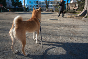 柴犬　shibainu