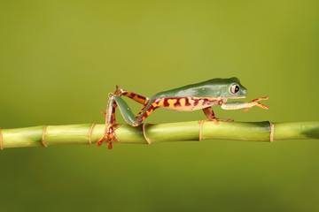 tiger legged tree frog