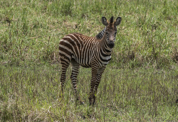 Fototapeta na wymiar Baby Zebra photographed in Rwanda