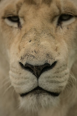 Regal Lioness