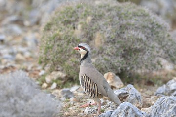 Chukar partridge (Alectoris chukar), Greece