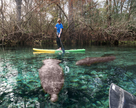 A Teenager On The Paddle Boar Swims Among The Manatees. State Park Of Florida, USA