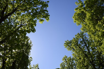 Fototapeta premium Alley of horse chestnuts against the blue sky. Green trees in the spring. Clear sky.