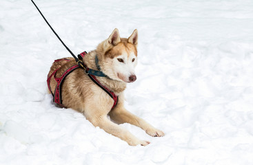 Dog of Siberian Husky sits on the snow