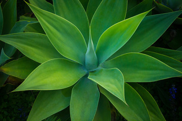 Obraz premium Agave Desmetania