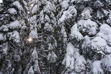 Solar rays pass through the trees in winter