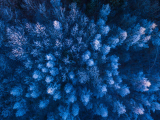 Blue background texture of a frozen forest at winter, aerial shot