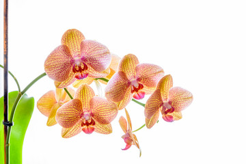 Fototapeta na wymiar Gelbe Orchidee isoliert