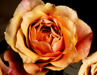 Orange rose flower in a garden