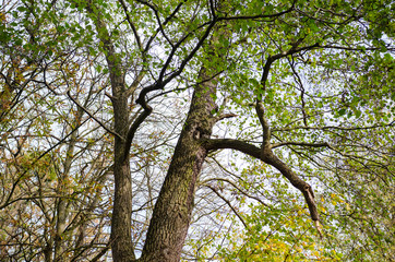 Large old forest  tree harboring a small owl during autumn